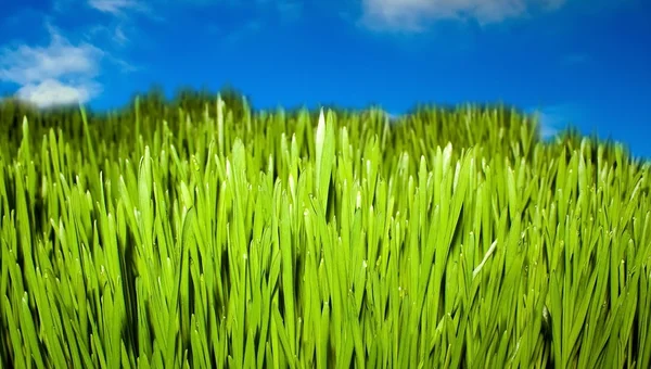 青い空の上の草します。 — ストック写真