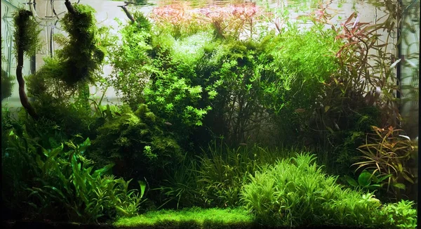 Пресноводный аквариум — стоковое фото