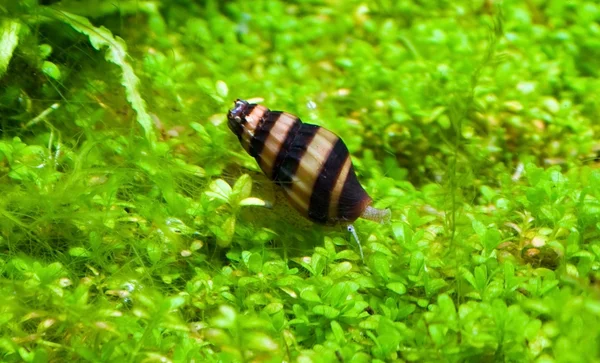 Escargot Helena dans l'aquarium — Photo