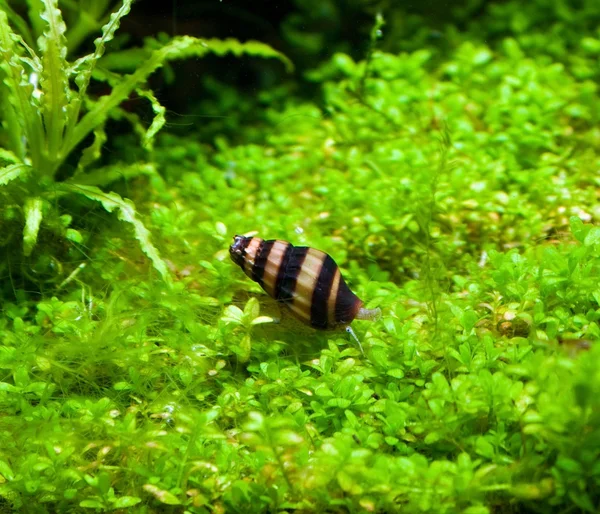 Escargot Helena dans l'aquarium — Photo