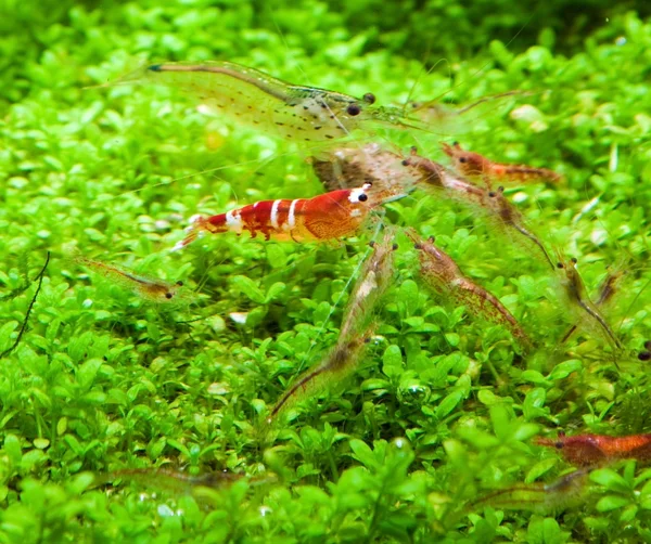 Crystal red shrimp — Stock Photo, Image