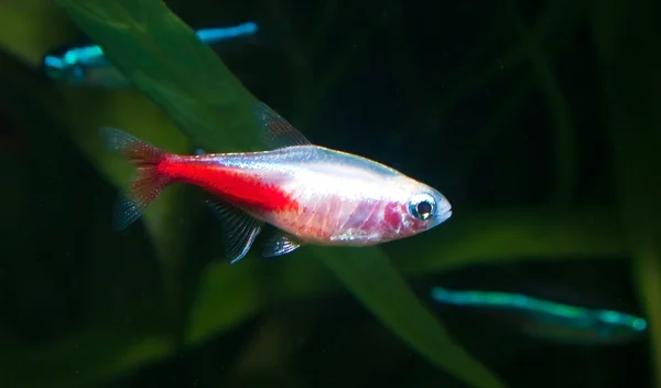 Ouro neon tetra aquário peixes — Fotografia de Stock