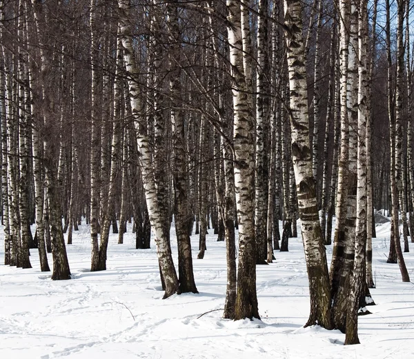 Birch in snow — Stock Photo, Image