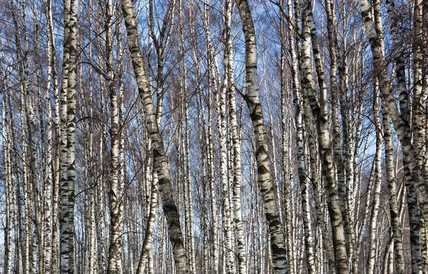 Içinde kış sezonu huş ağacı — Stok fotoğraf