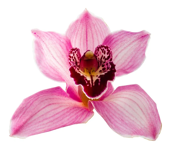 Violet orchidea — Stock Photo, Image