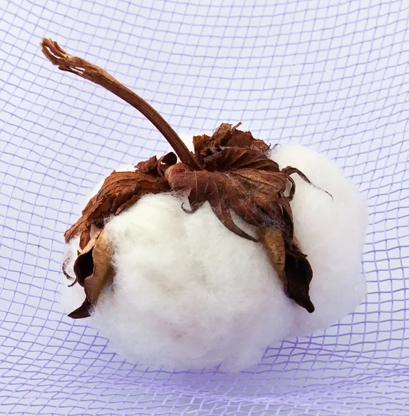 Baumwolle bei Textilien — Stockfoto