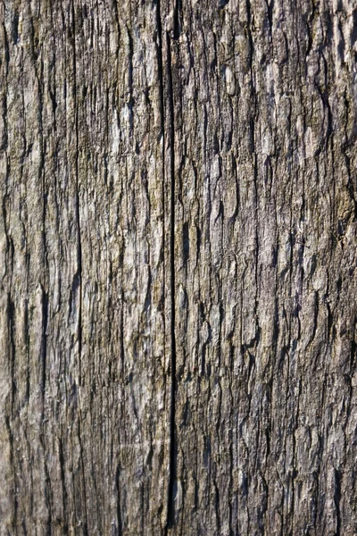 Gamla trä textur — Stockfoto