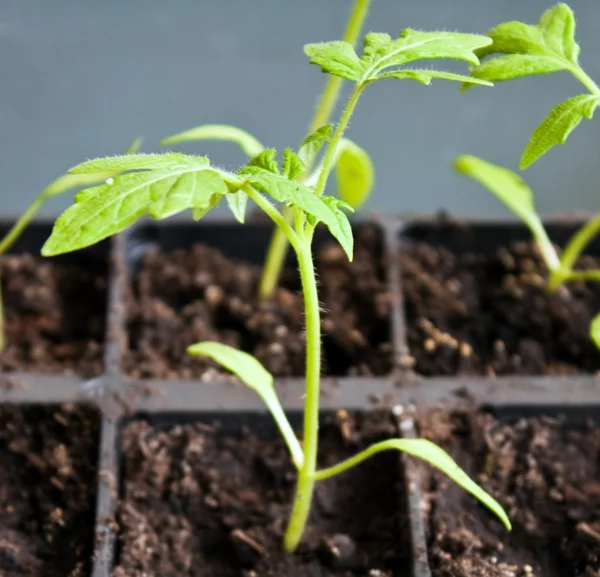 Tomato sprout — Stock Photo, Image