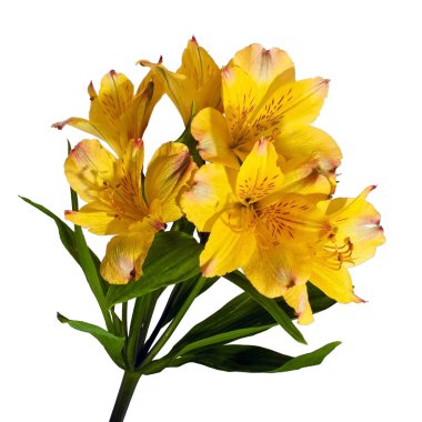 Yellow astromeria clipart