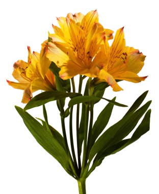 Alstroemeria clipart