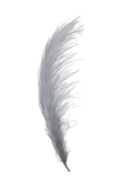 Grey feather clipart