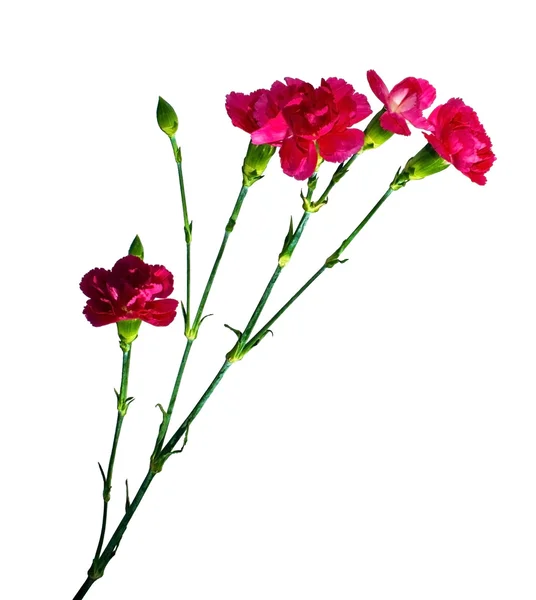 Bunch of carnation — Stock Photo, Image