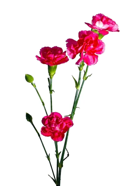 Light red carnation — Stock Photo, Image