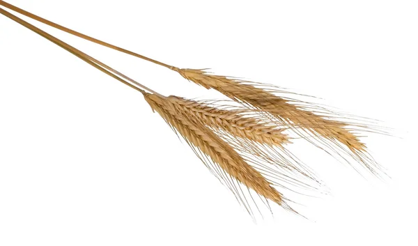 大麦的耳朵 — 图库照片