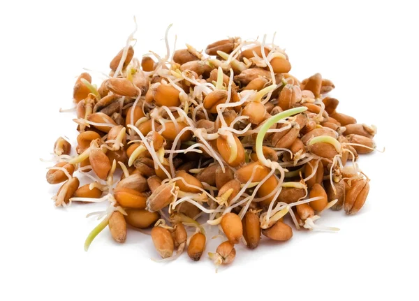 Sprouted wheat seeds — Stock Photo, Image