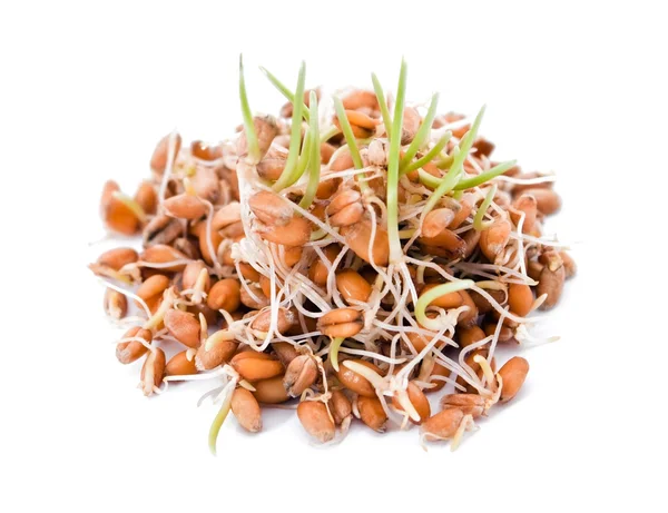 Sprouted wheat — Stock Photo, Image