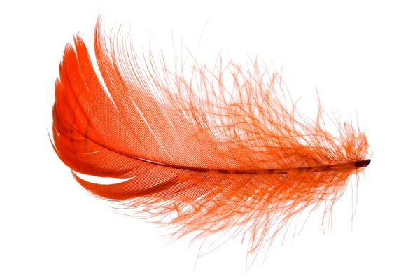 Красное перо — стоковое фото