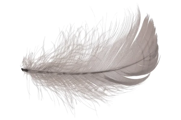 stock image Feather