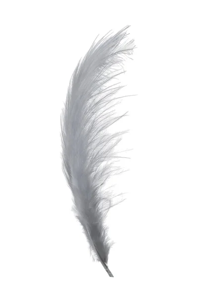 회색 깃털 — 스톡 사진