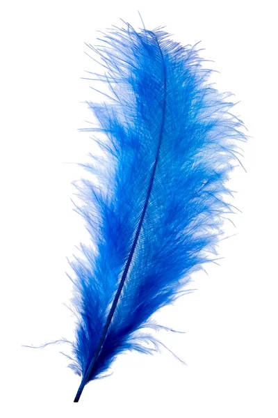 Blue feather — Stock Photo, Image