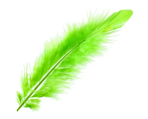 Pluma verde — Foto de Stock