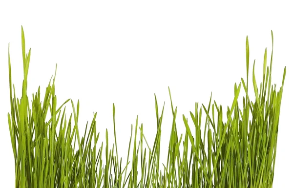 Gras struik — Stockfoto