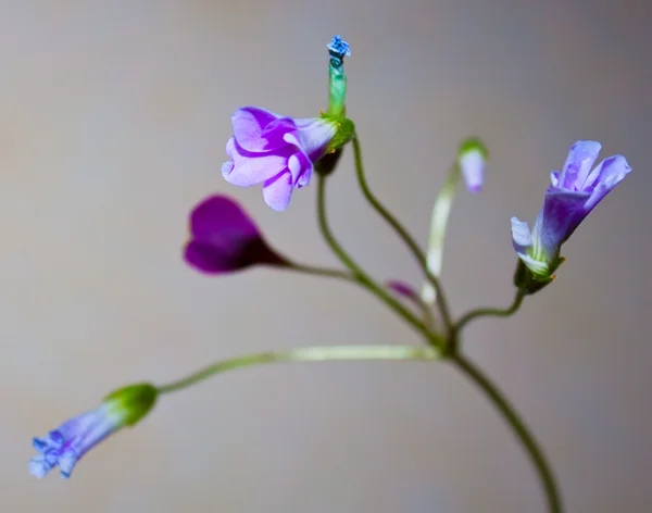 Kwiat letni — Zdjęcie stockowe
