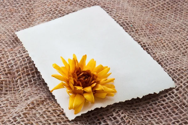 Carte blanche avec fleur — Photo