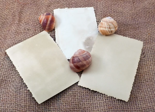 ザルガイの殻を持つ 3 つのカード — ストック写真