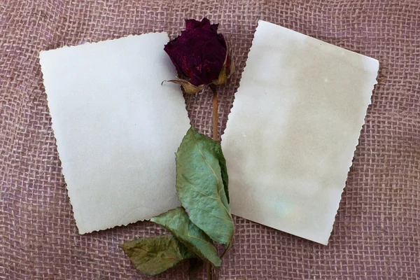 Dva prázdné karty a růže — Stock fotografie