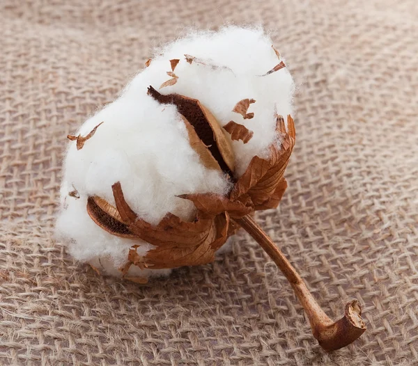 Bola de algodão no saco — Fotografia de Stock