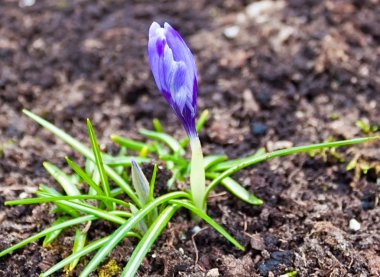 Crocus in soil clipart