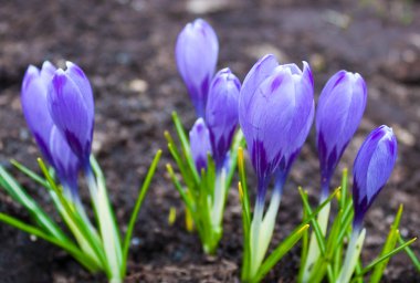 Group of crocus clipart