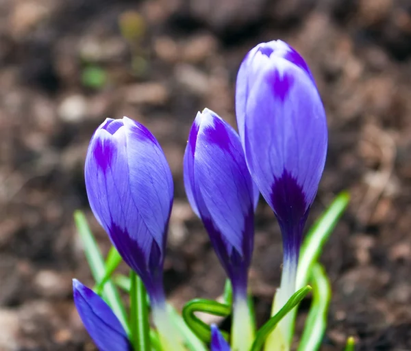 Wiosenny kwiat krokusa — Zdjęcie stockowe