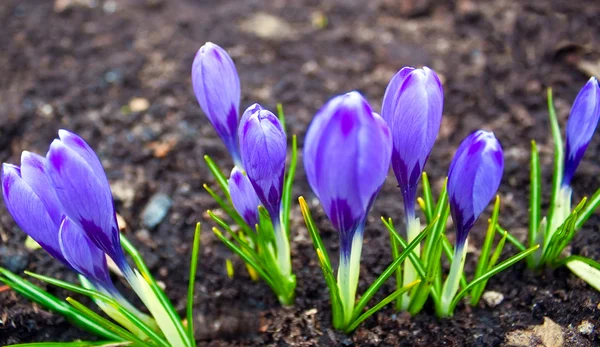 Groep van voorjaar bloem — Stockfoto