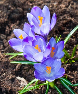 Crocus plantation clipart