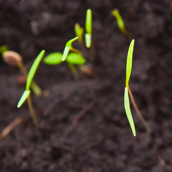 Sprout in soil — Stock Photo, Image