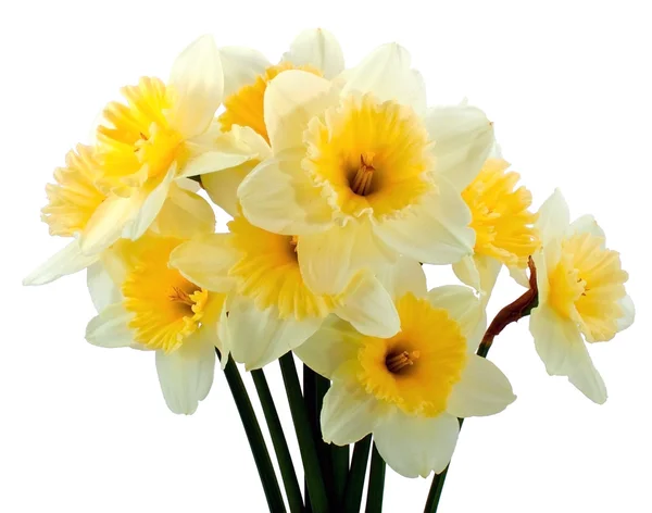 Bunch of narcissus — Stock Photo, Image