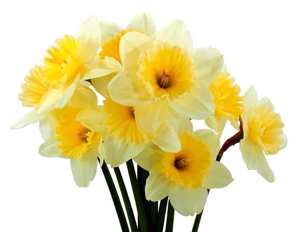 Bunch of narcissus — Stock Photo, Image