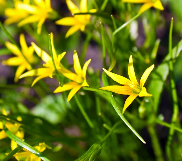 Amarelo prado primavera flor — Fotografia de Stock