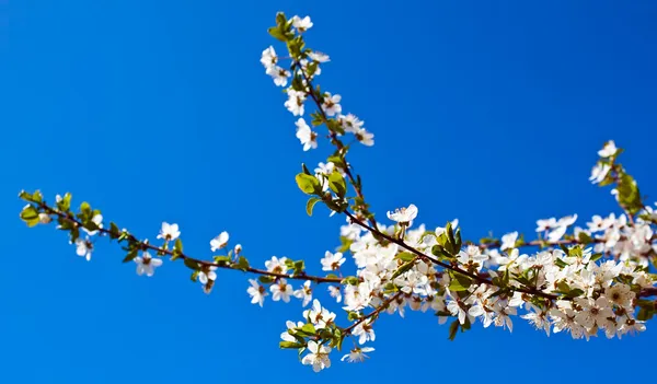 Albero di ciliegio — Foto Stock