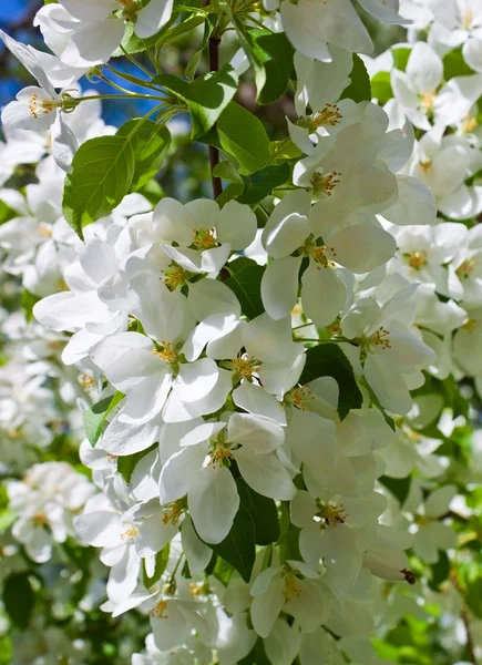 Blumen des Apfelbaums — Stockfoto