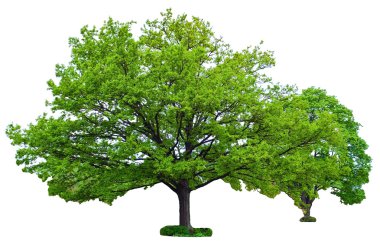 Two oak trees