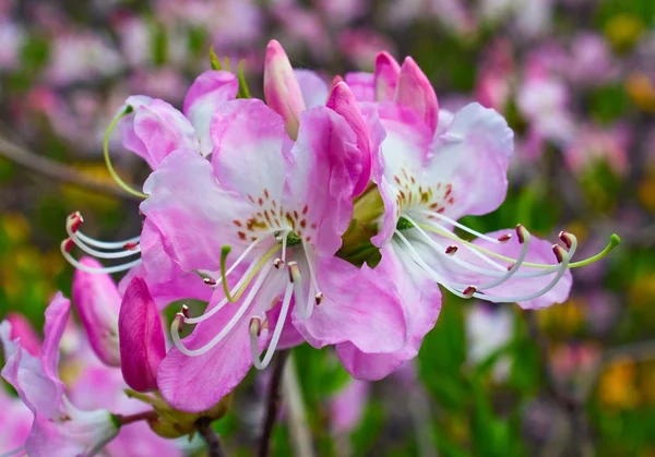 Rhododendron — Stok Foto