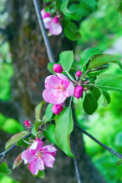 Λουλούδια Μήλου — Φωτογραφία Αρχείου