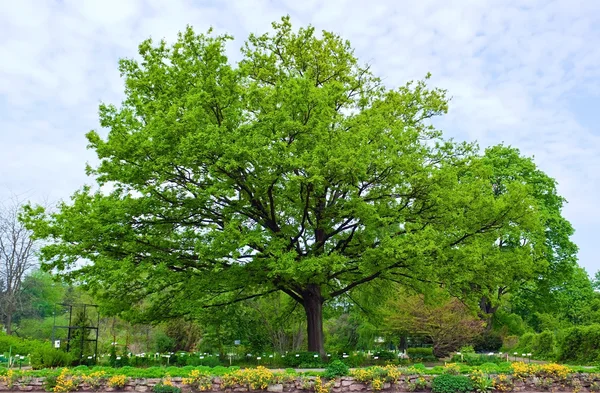 Parktaki meşe ağacı — Stok fotoğraf