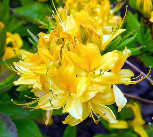 Rhododendron — Stockfoto