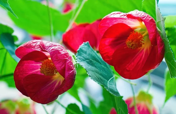 Rode voorjaar bloem — Stockfoto