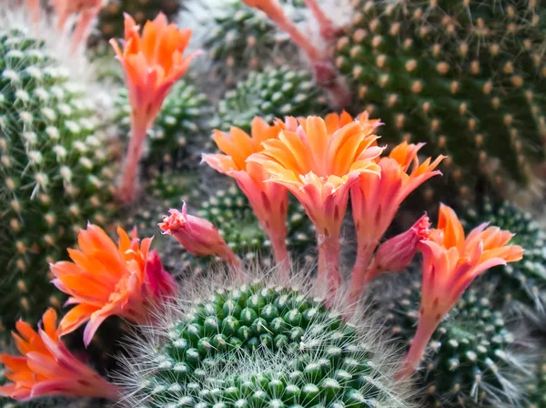 Kaktus kwiaty — Zdjęcie stockowe