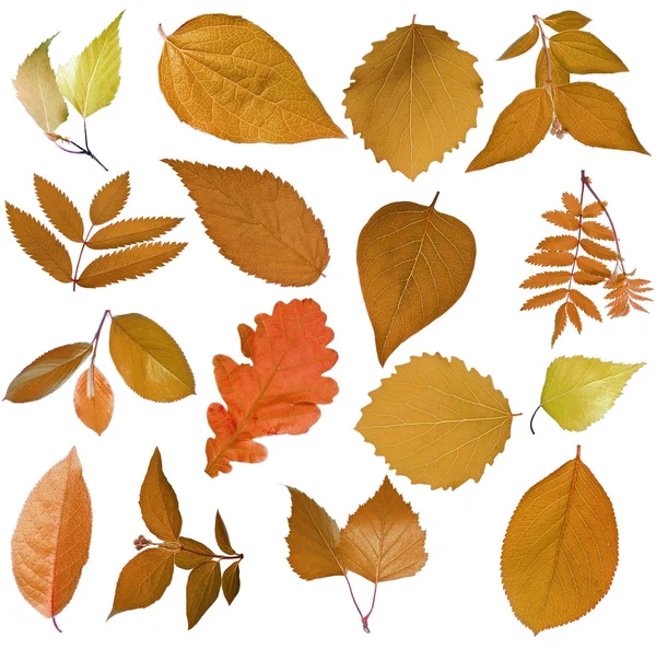 Tree leaves — Stock Photo, Image